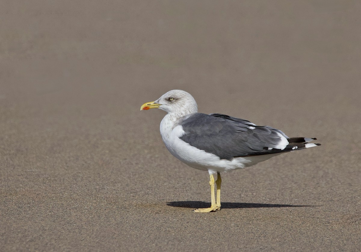 Kaio iluna - ML646869291