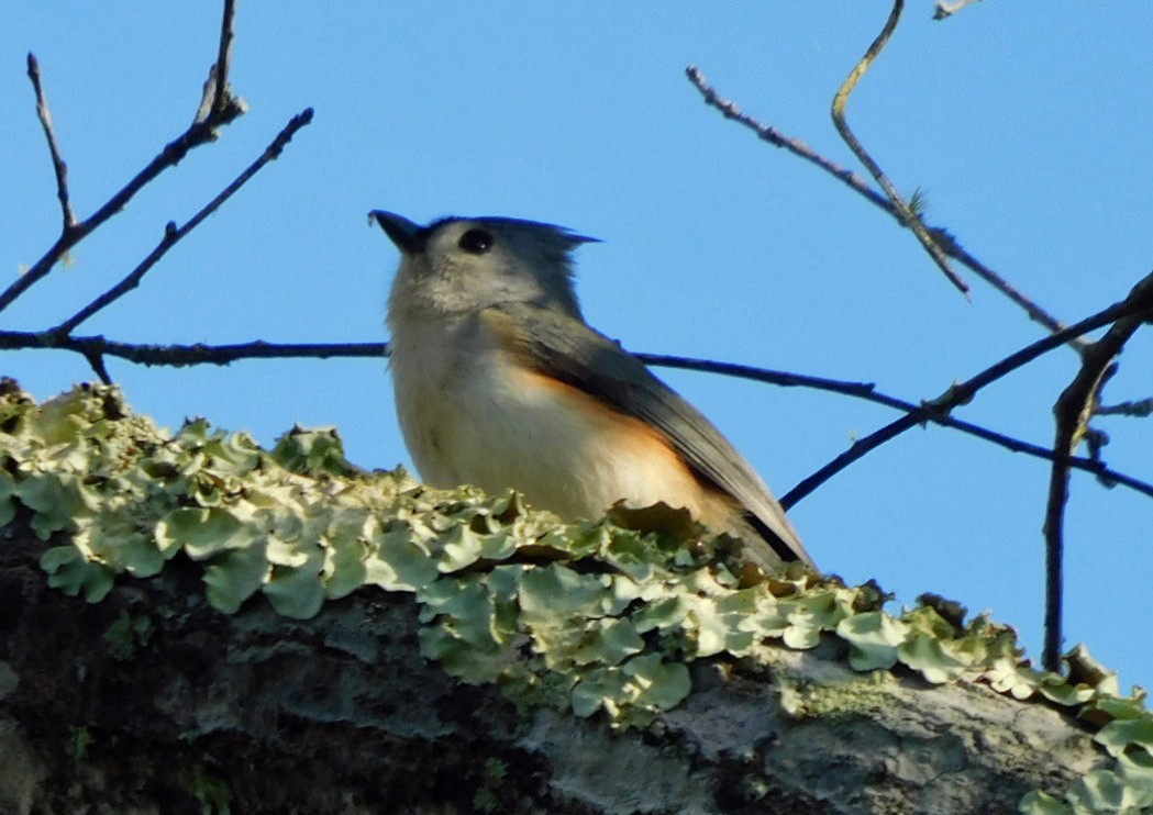 Синиця гострочуба - ML646869292