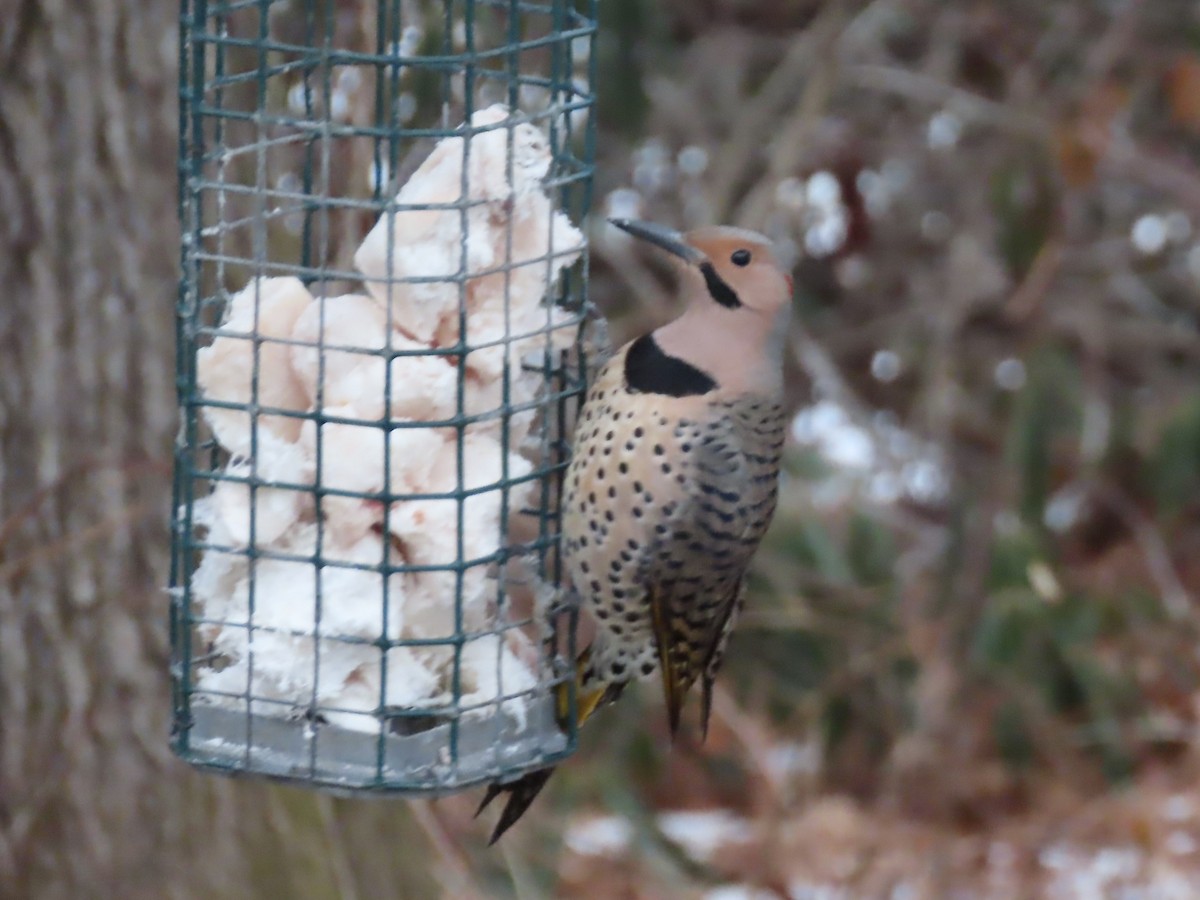 Шилоклювый дятел (auratus/luteus) - ML646869294