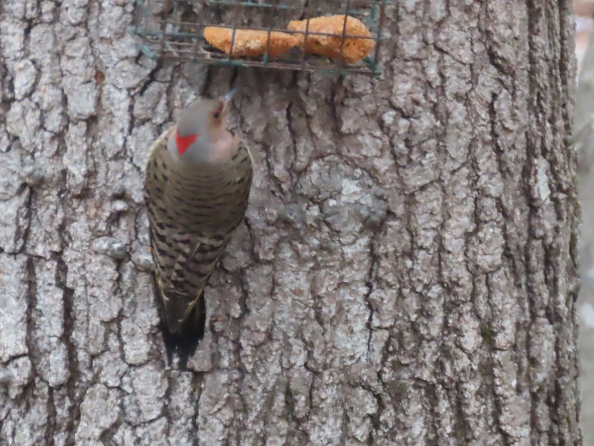 Шилоклювый дятел (auratus/luteus) - ML646869295