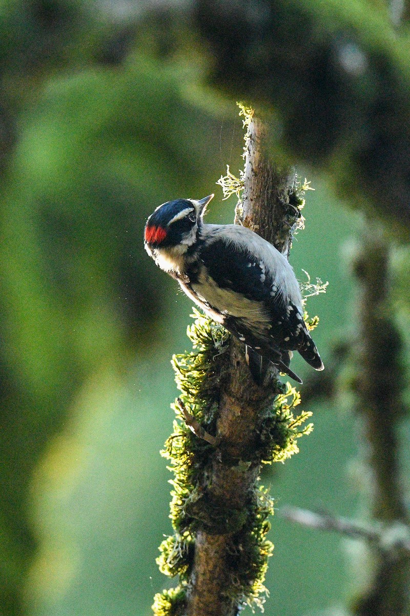 Downy Woodpecker - ML646869298