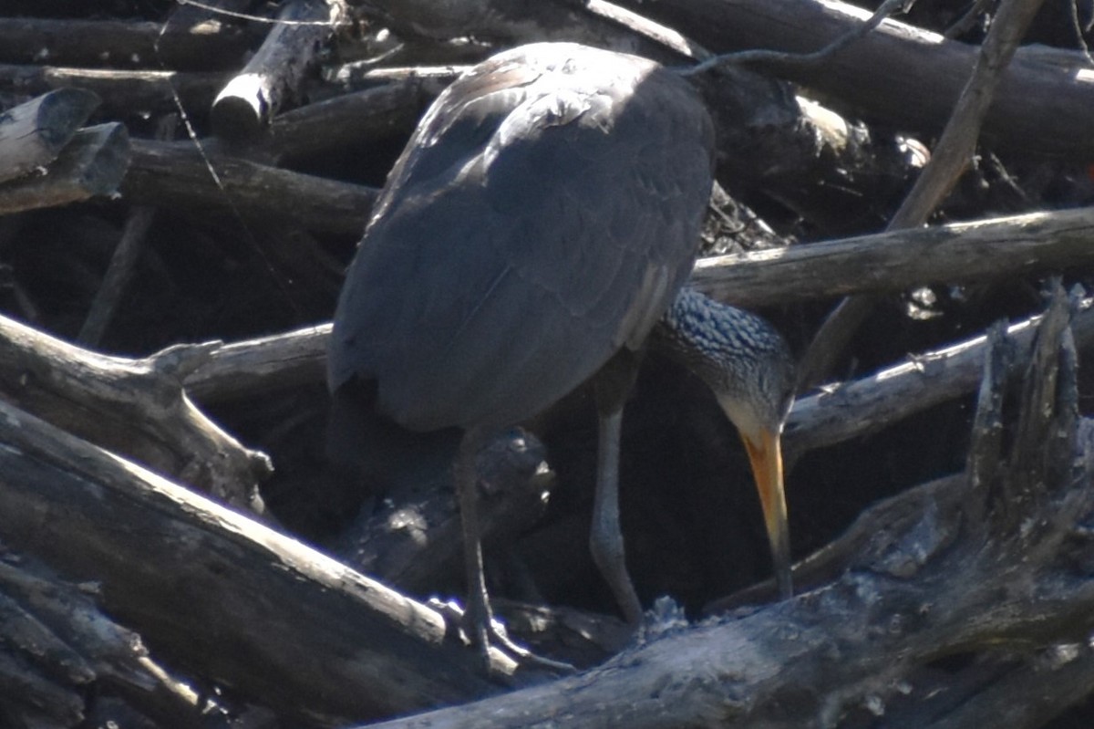 kurlan chřástalovitý - ML646869299