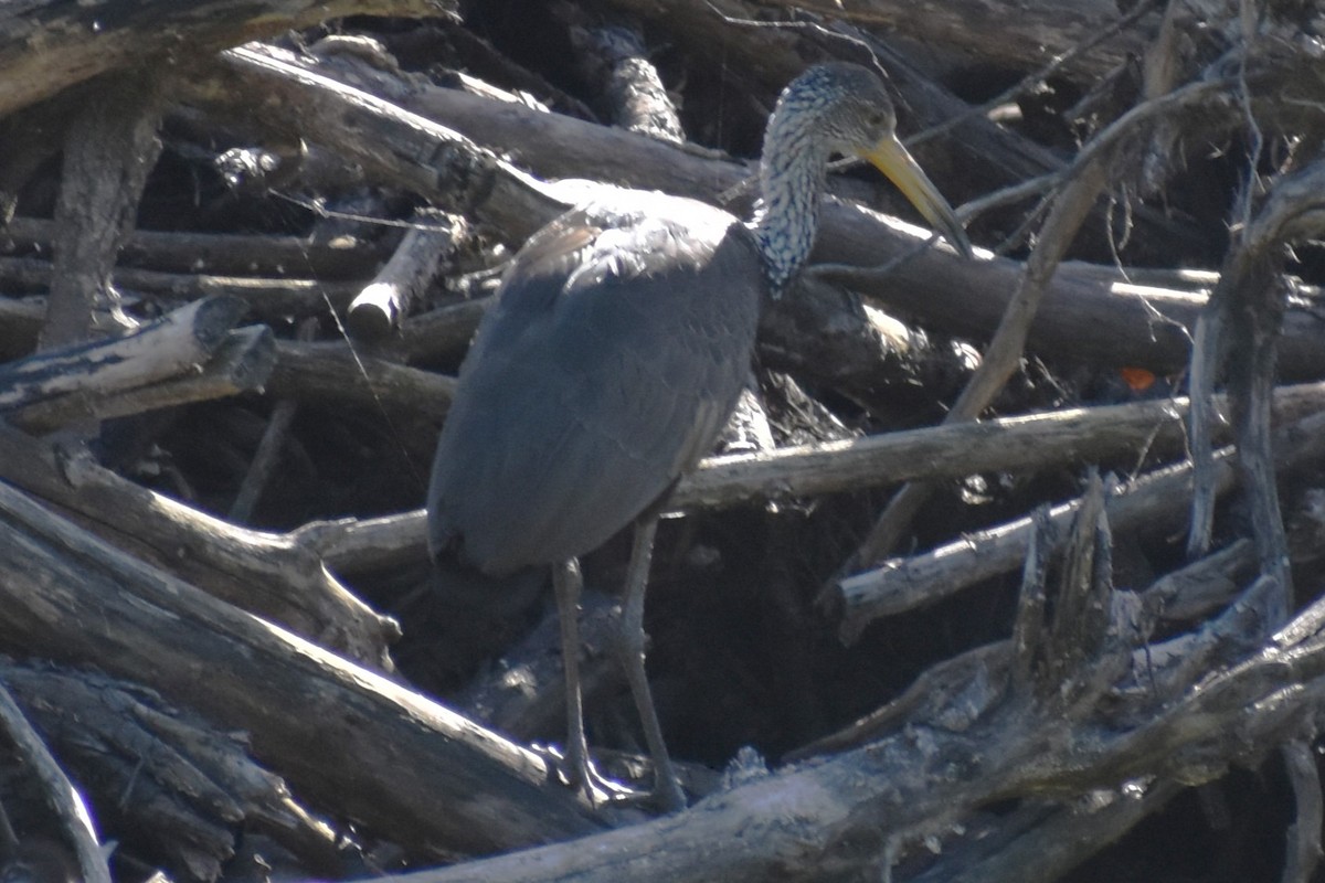 kurlan chřástalovitý - ML646869300