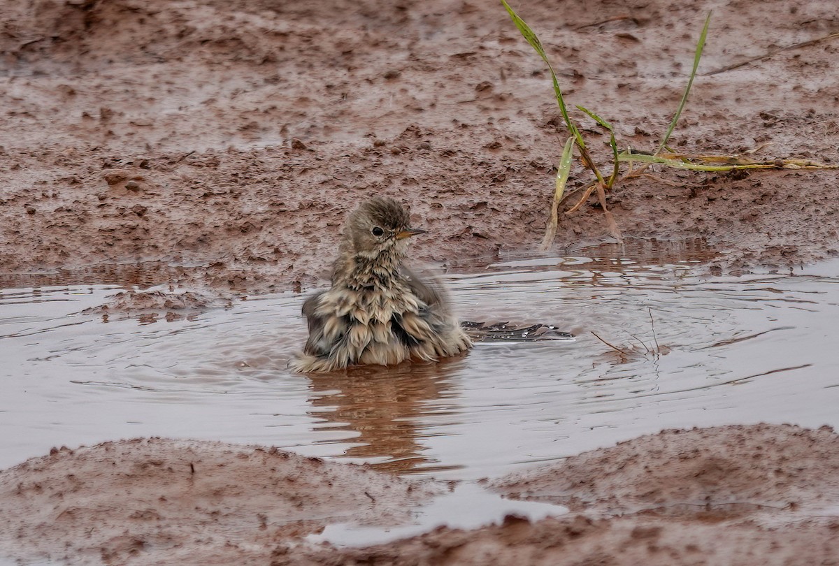 American Pipit - ML646869302