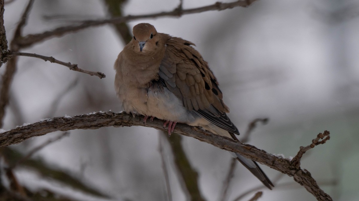 Mourning Dove - ML646869303