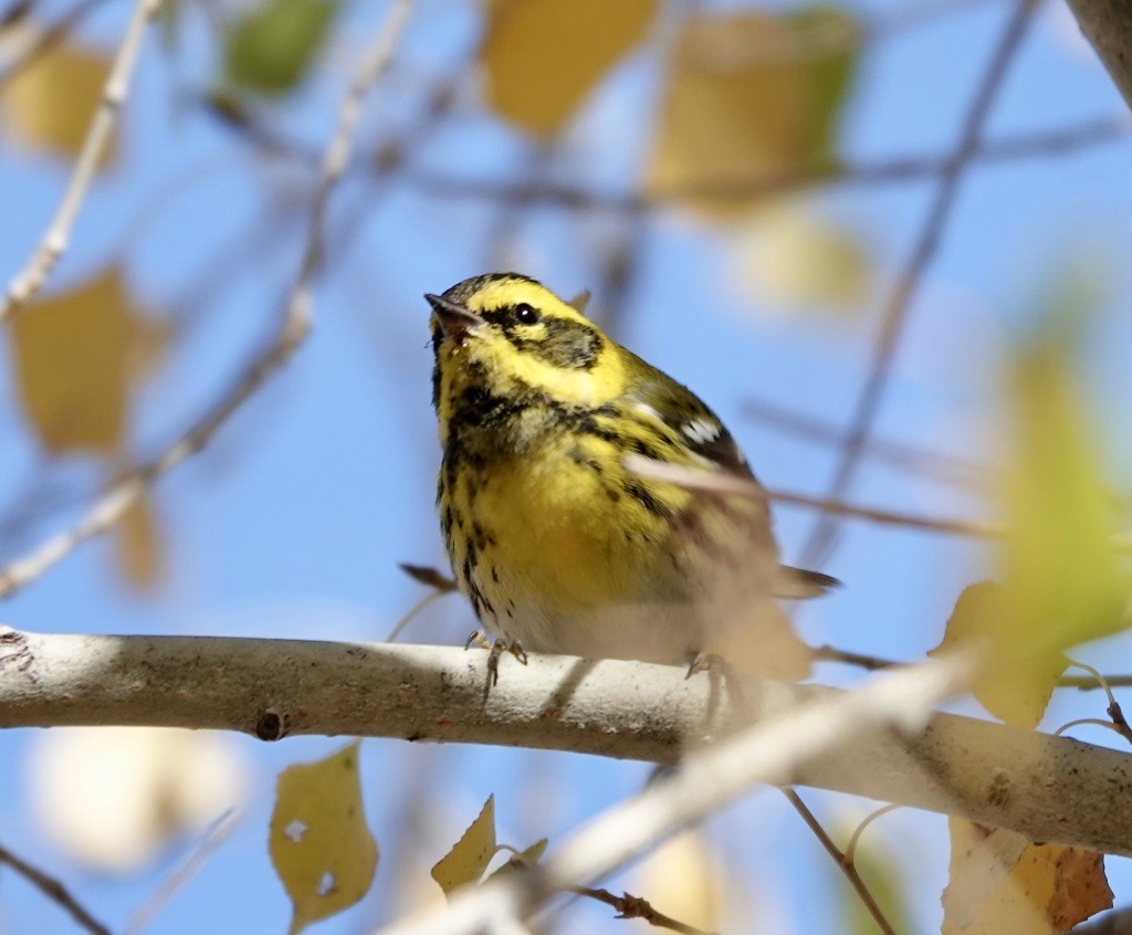 Townsend's Warbler - ML646869310