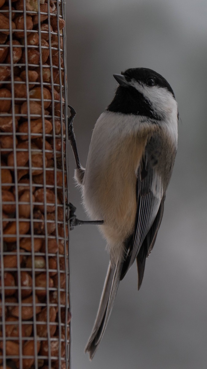 Black-capped Chickadee - ML646869313