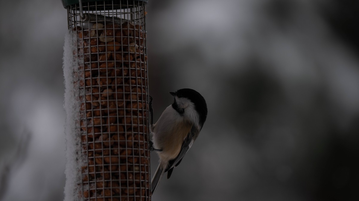 Black-capped Chickadee - ML646869314