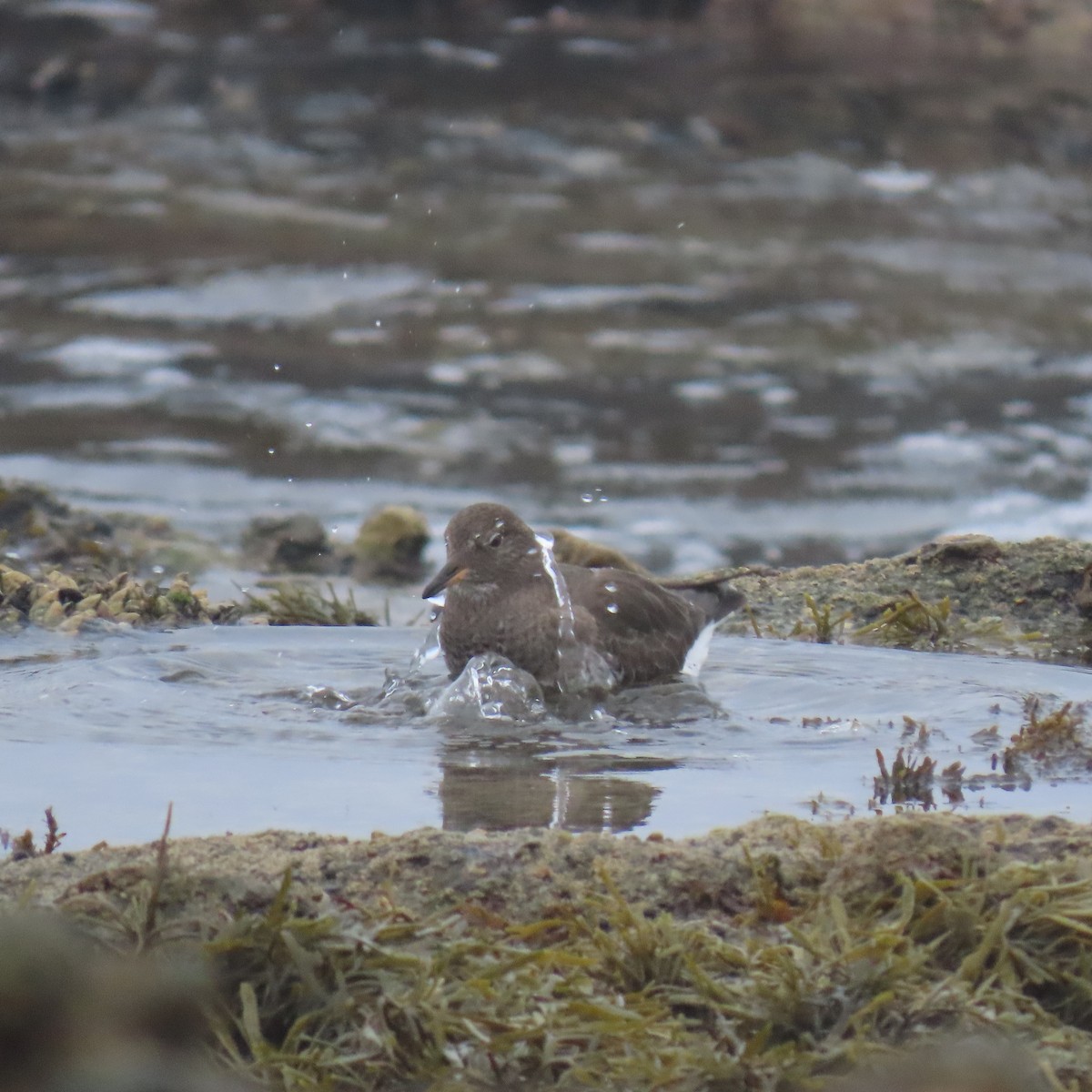 Surfbird - ML646869317
