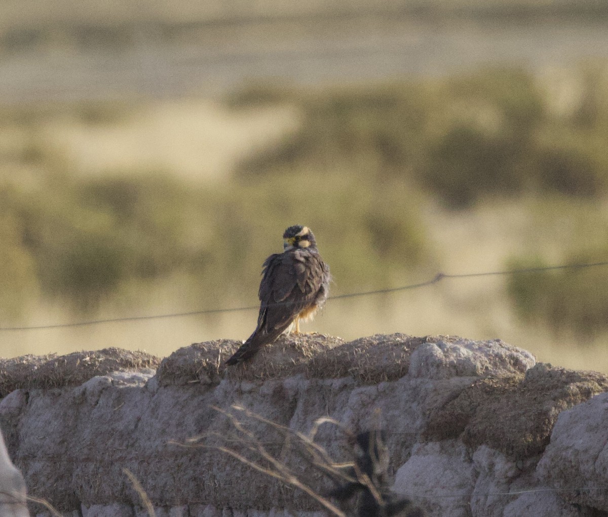 Aplomado Falcon - ML646869321