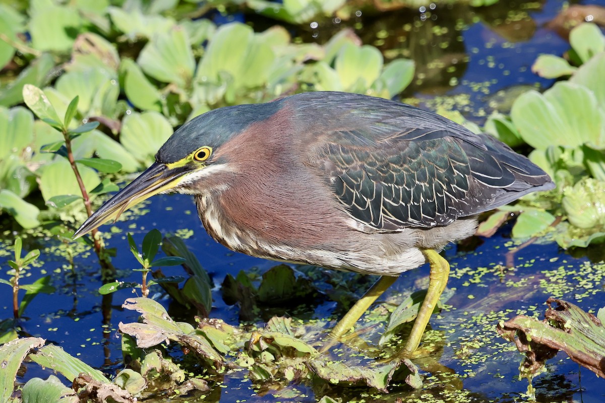 Yeşil Balıkçıl - ML646869331