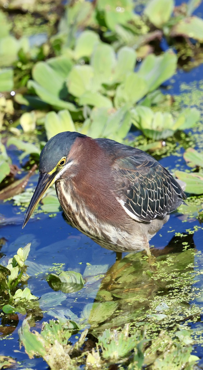 Yeşil Balıkçıl - ML646869332