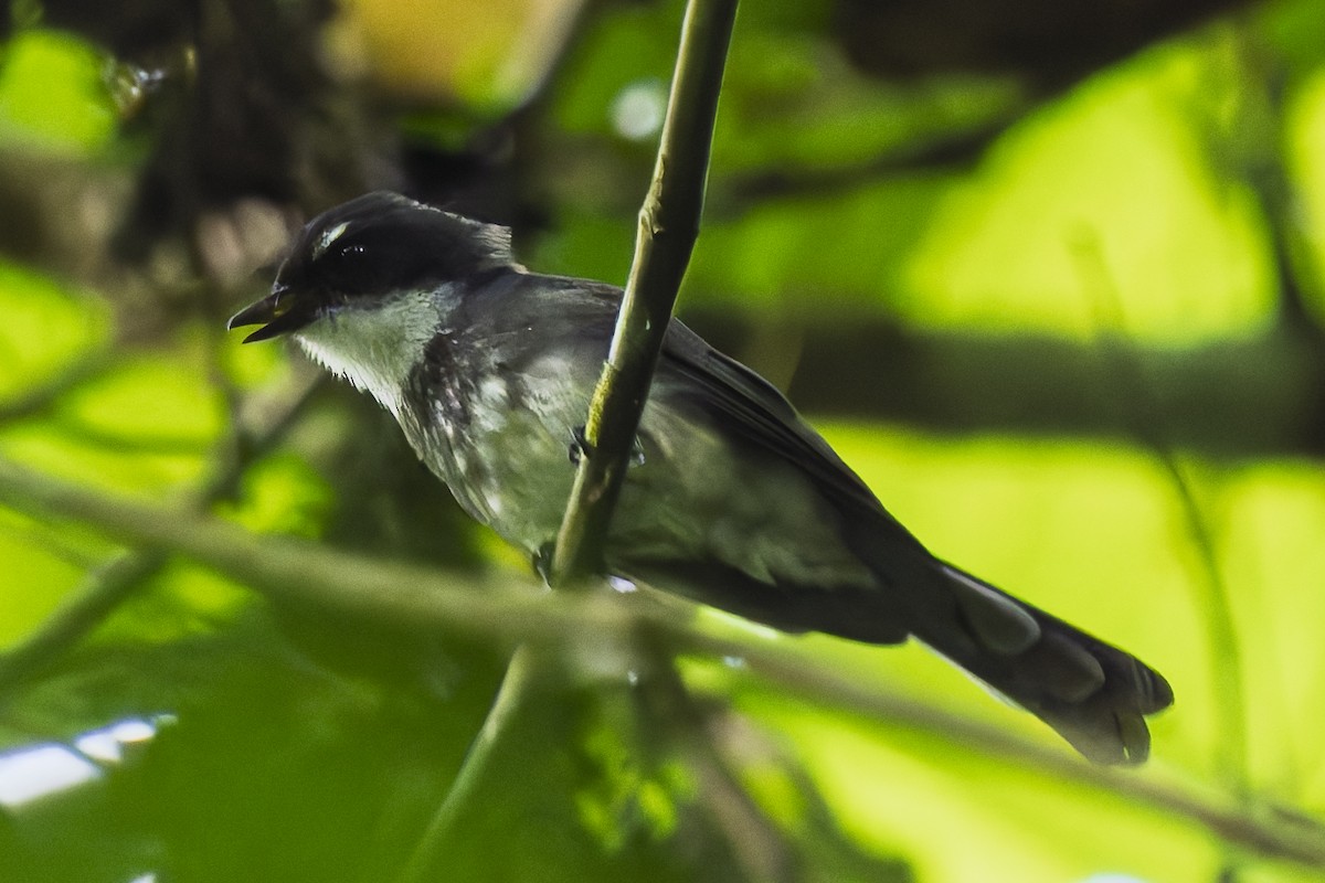 Northern Fantail (Seram) - ML646869333