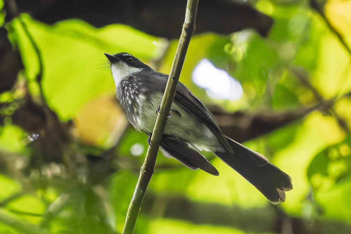 Northern Fantail (Seram) - ML646869334