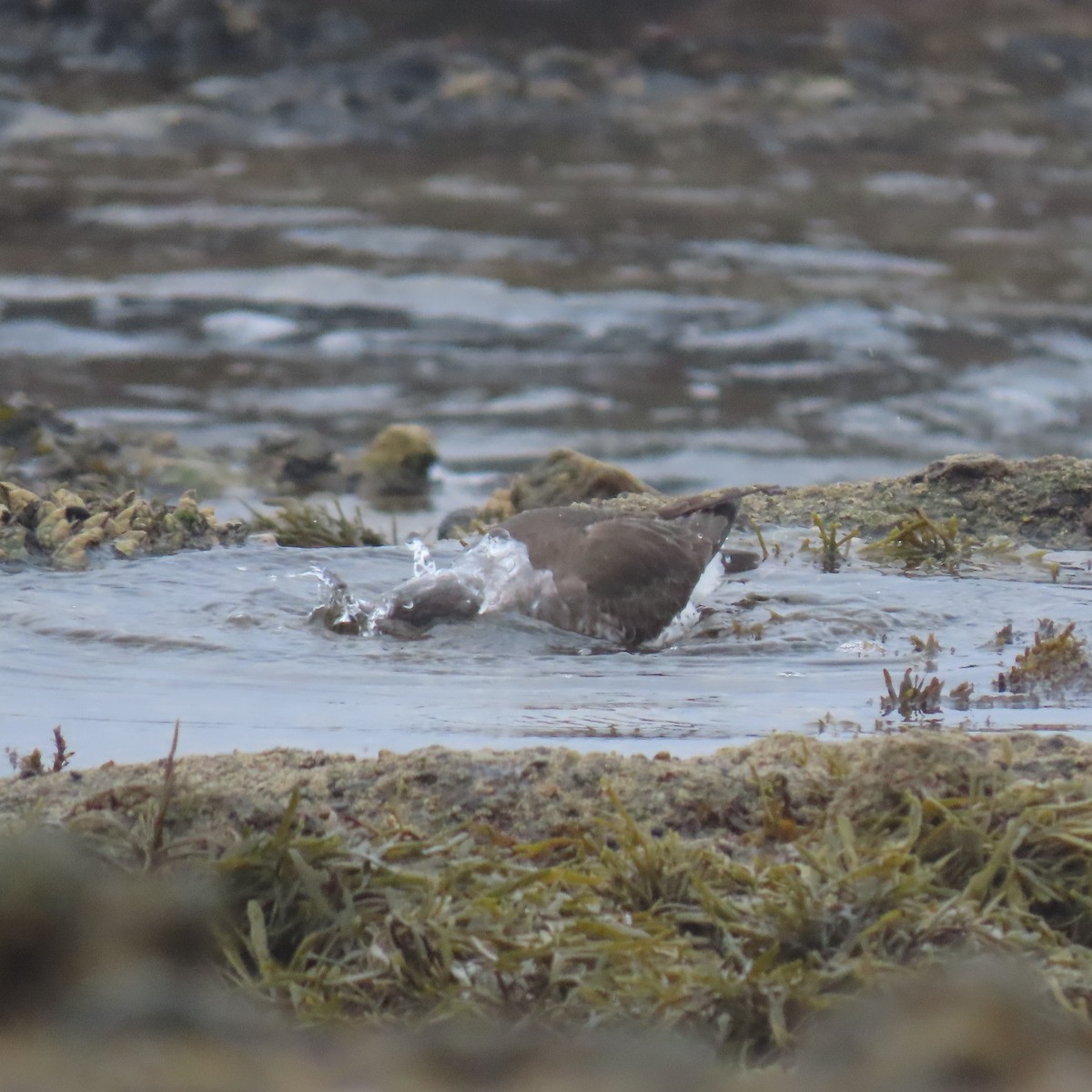 Surfbird - ML646869337
