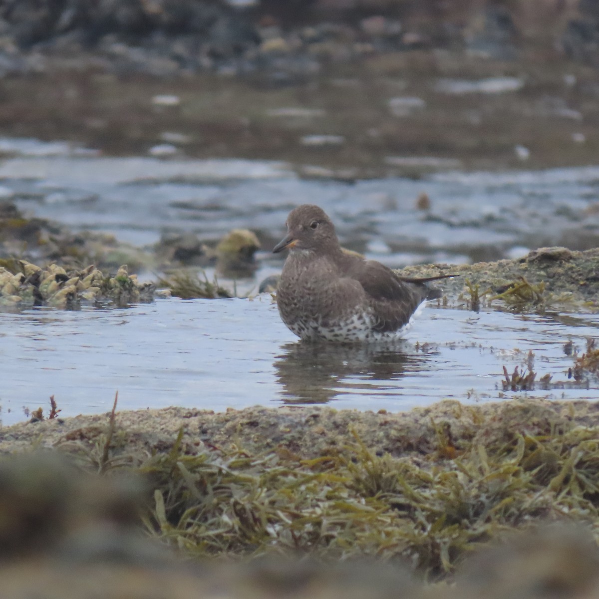 Surfbird - ML646869343