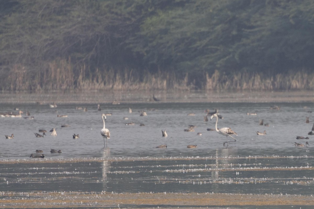 Greater Flamingo - ML646869351