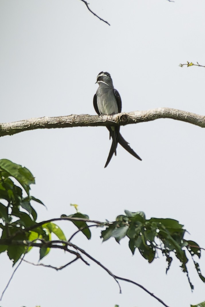 Moustached Treeswift - ML646869356