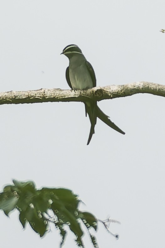 Moustached Treeswift - ML646869357