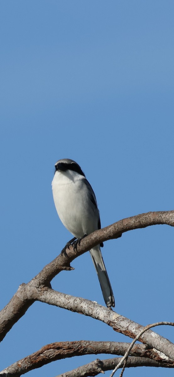 Loggerhead Shrike - ML646869358