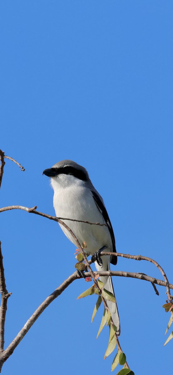 Loggerhead Shrike - ML646869359