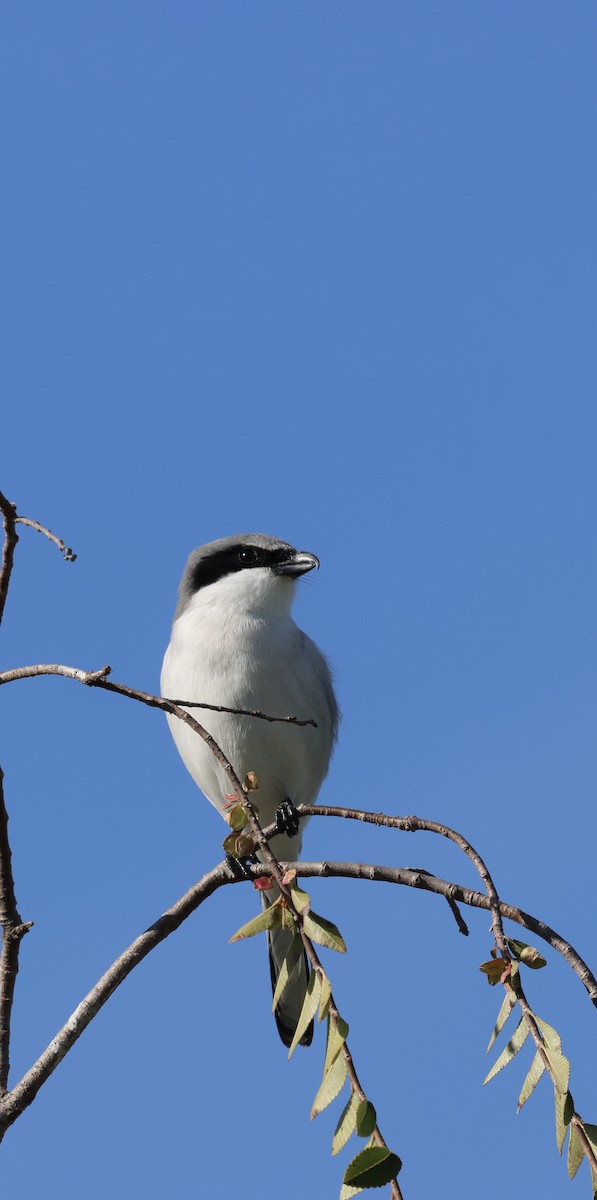 Loggerhead Shrike - ML646869360
