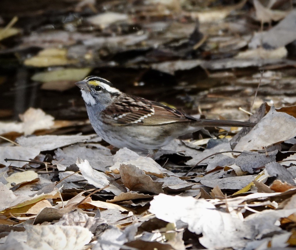 גיבתונית לבנת-גרון - ML646869367