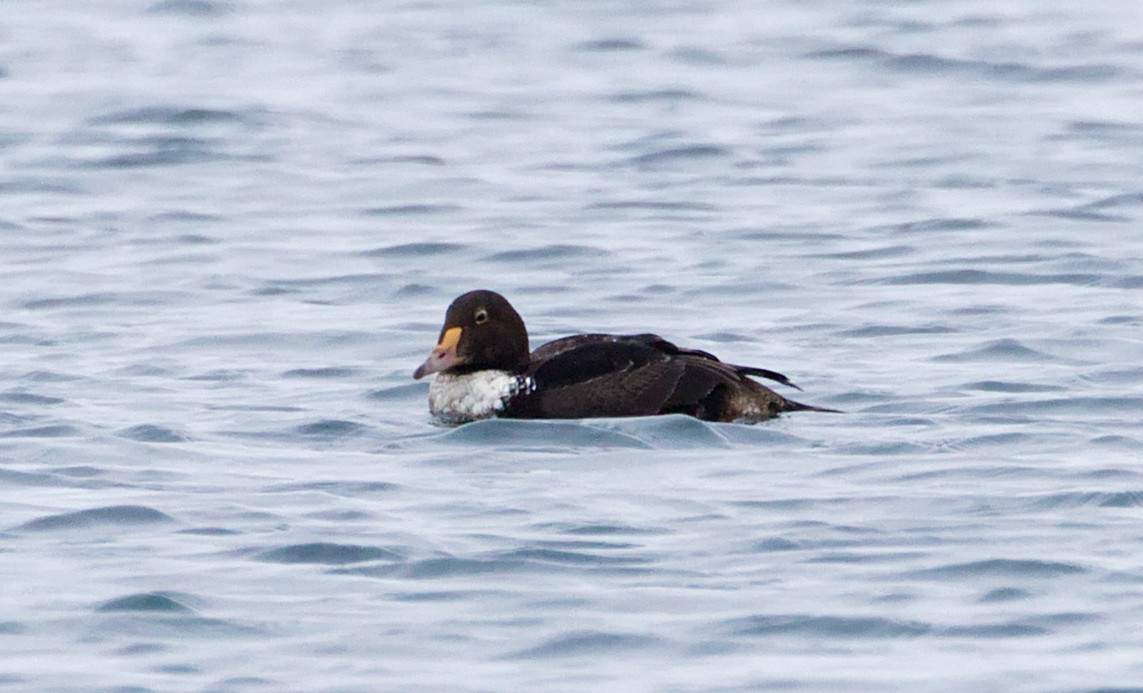 kajka královská - ML646869371