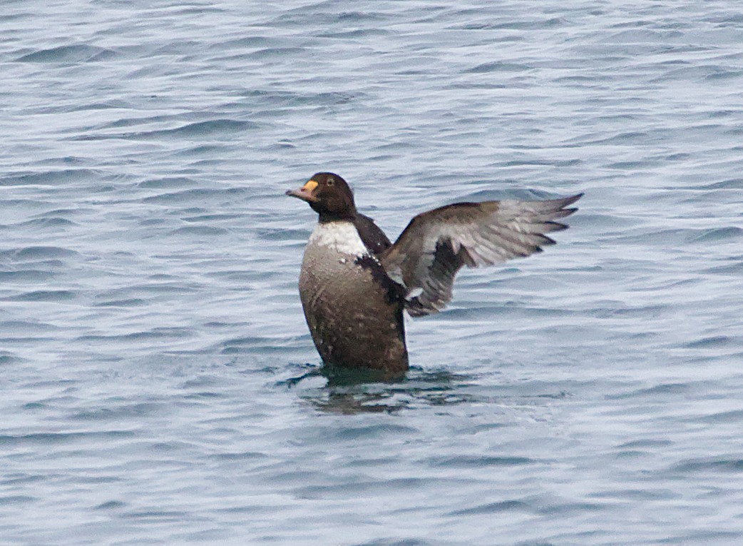 kajka královská - ML646869372