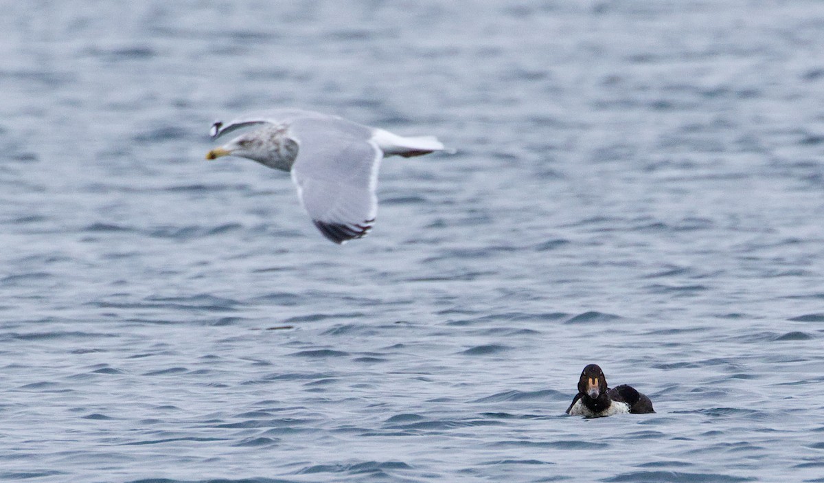 kajka královská - ML646869373