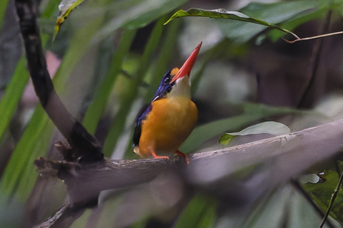 Moluccan Dwarf-Kingfisher (Seram) - ML646869377