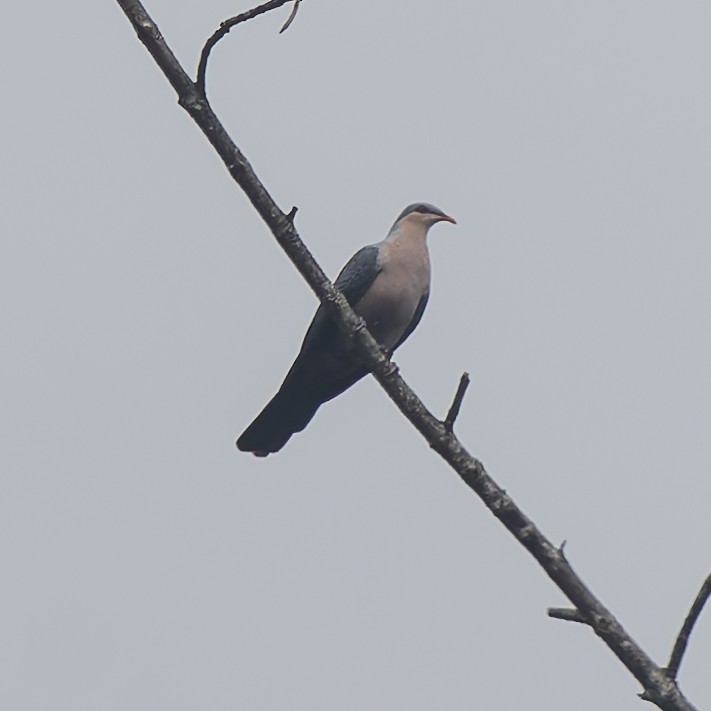 Seram Imperial-Pigeon - ML646869384