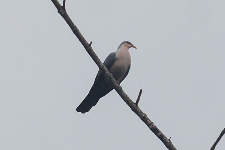 Seram Imperial-Pigeon - ML646869385