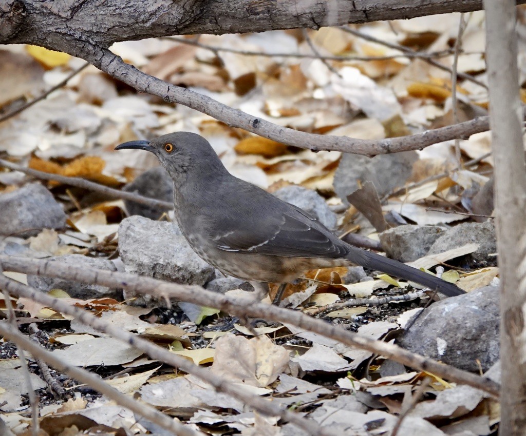 Curve-billed Thrasher (curvirostre Group) - ML646869388