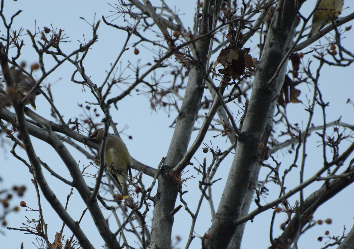 ヒメレンジャク - ML646869391