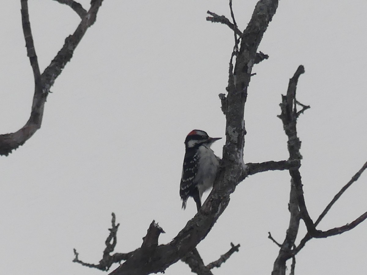 Sert Tüylü Ağaçkakan - ML646869394