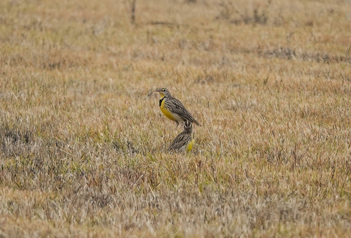 Sturnelle des prés - ML646869395