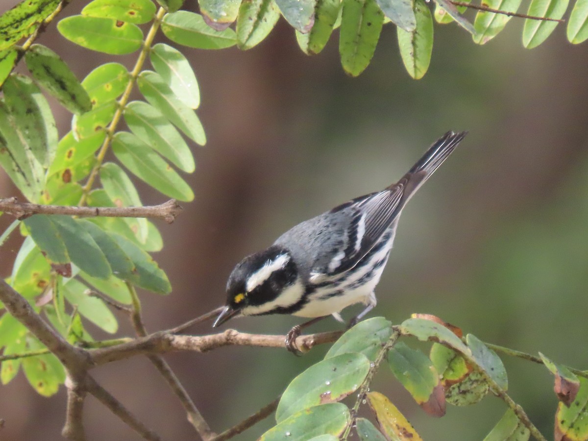 Black-throated Gray Warbler - ML646869397
