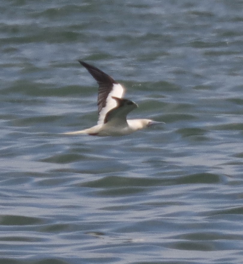 Красноногая олуша - ML646869399