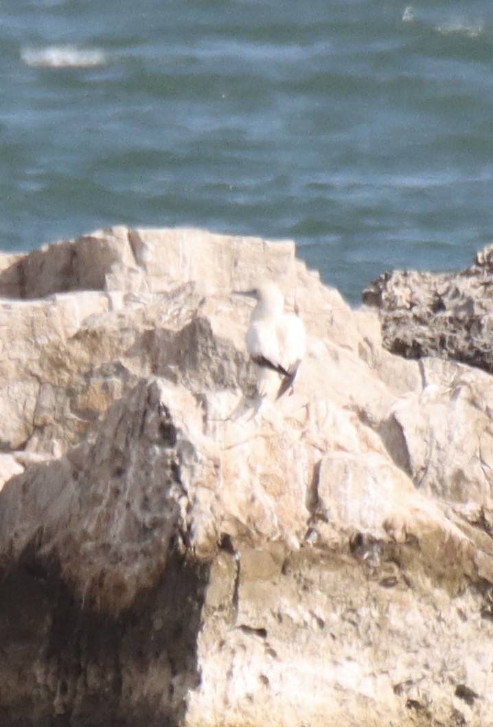 Красноногая олуша - ML646869400