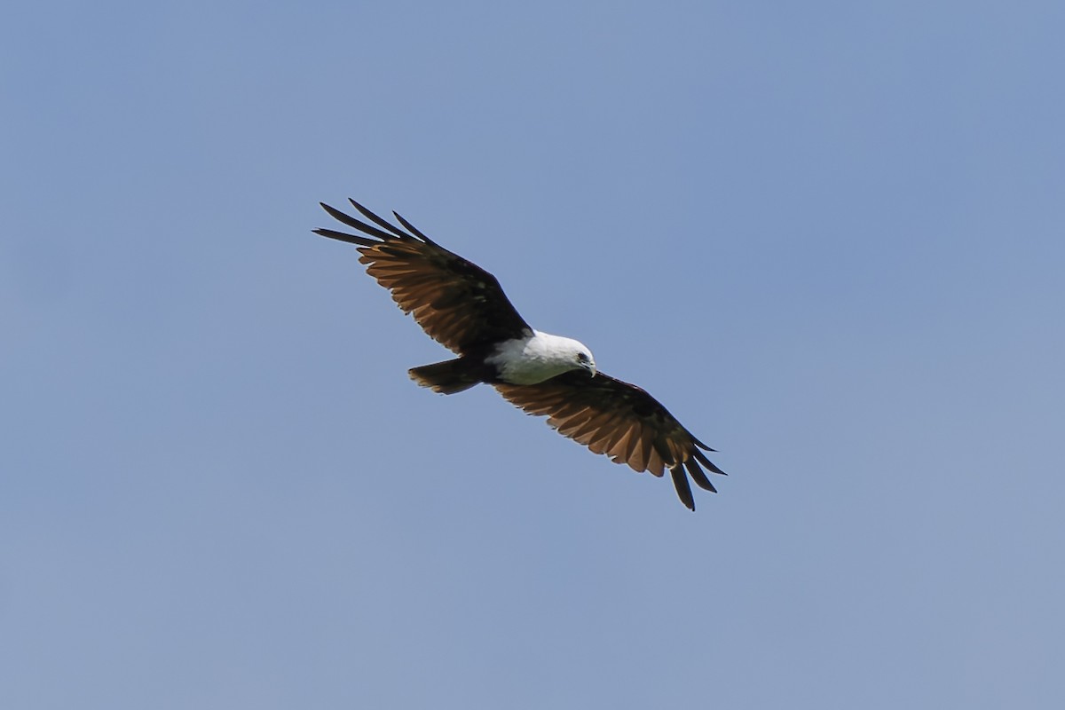 Brahminy Kite - ML646869404