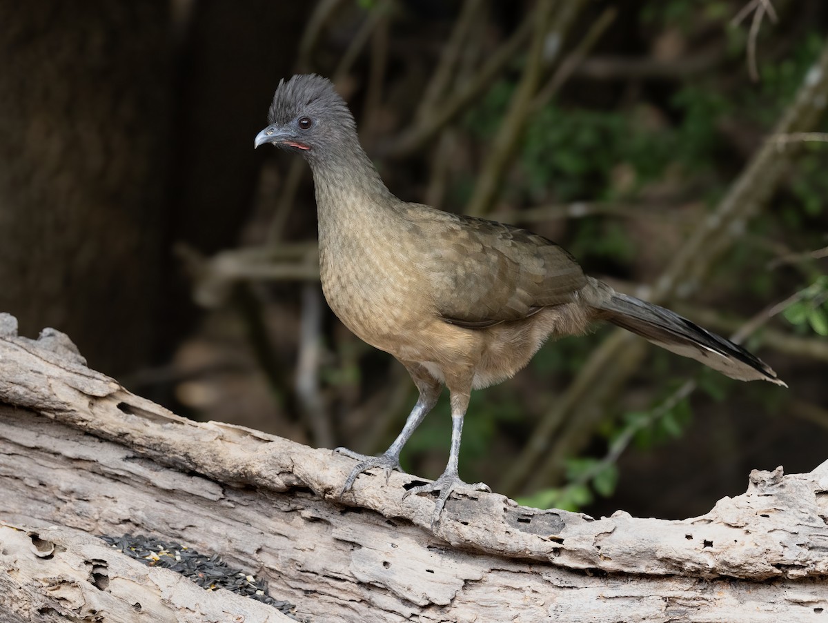 Plain Chachalaca - ML646869407