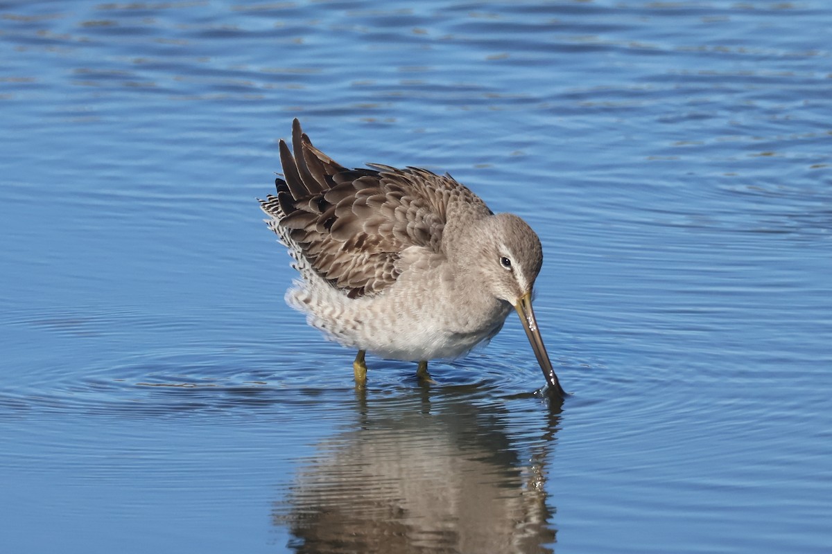 Kuliska grisa/oilagorra - ML646869411