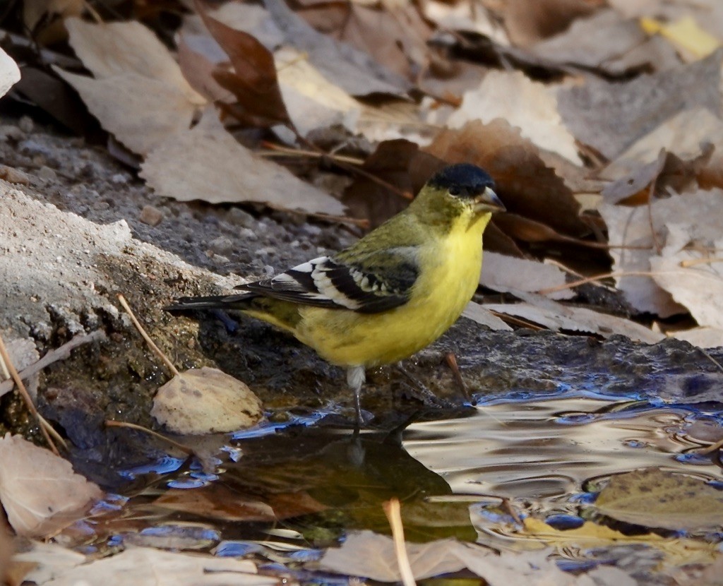 Lesser Goldfinch - ML646869433