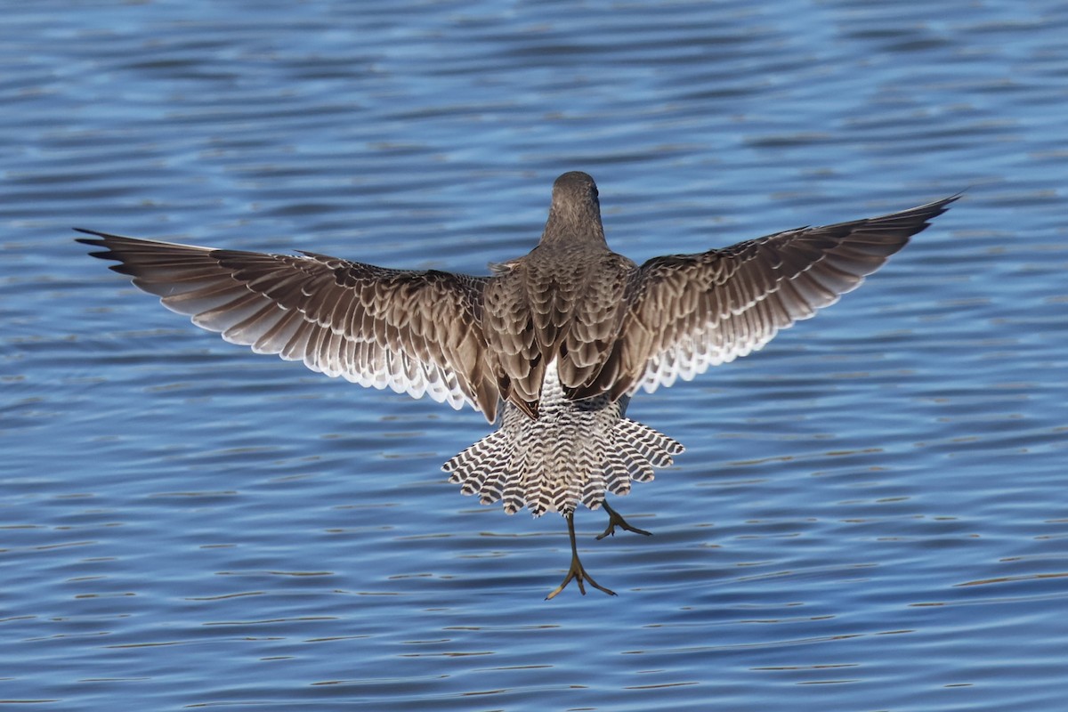 Kuliska grisa/oilagorra - ML646869438