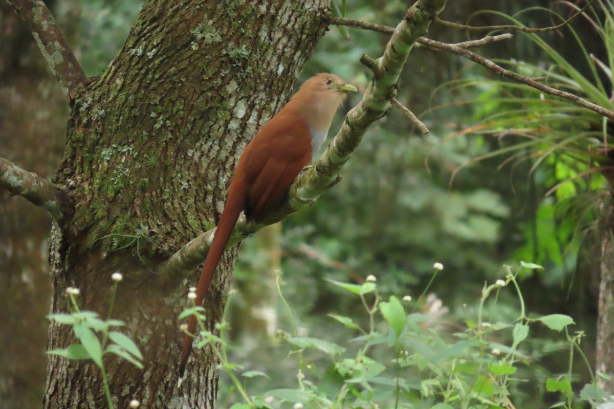 kukačka veverčí - ML646869439