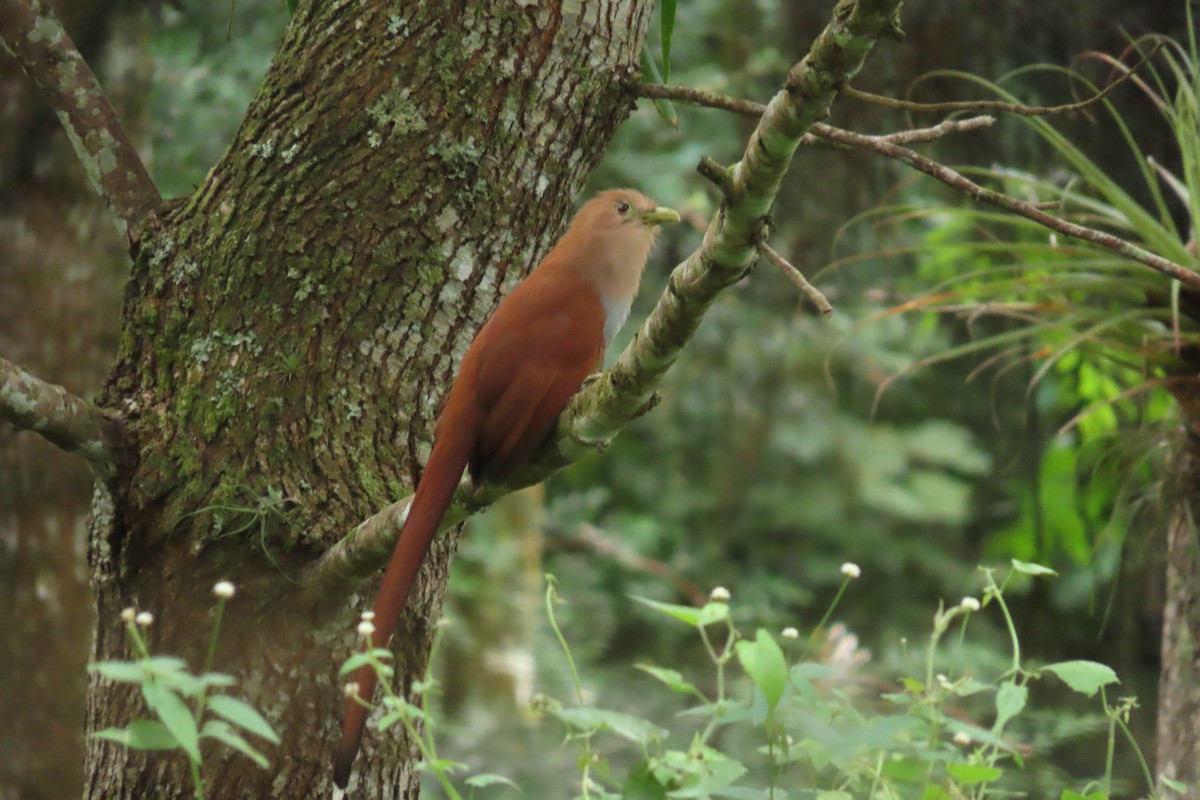 kukačka veverčí - ML646869442