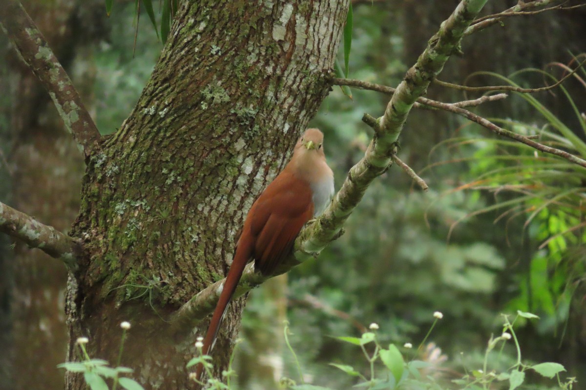 kukačka veverčí - ML646869444