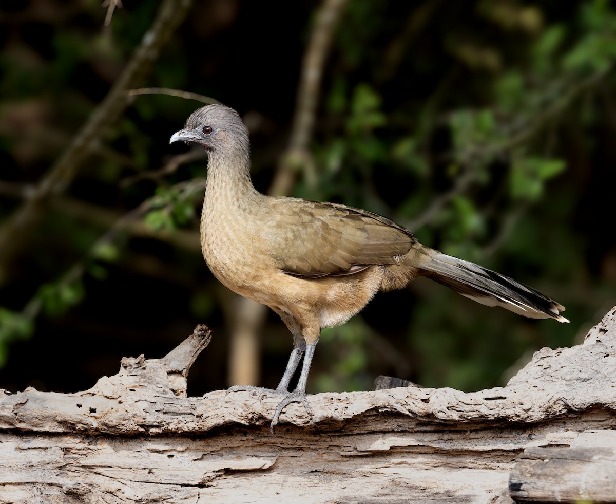 Plain Chachalaca - ML646869446