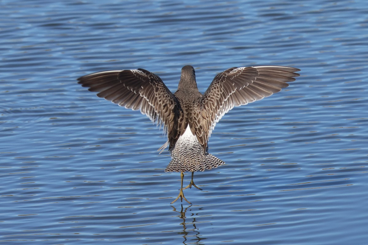 Kuliska grisa/oilagorra - ML646869450